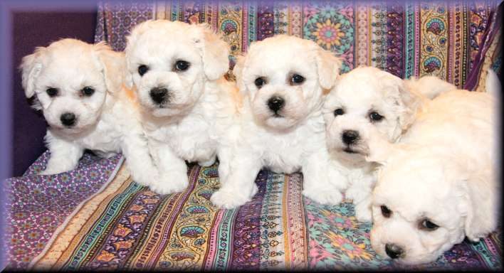 Fünf süße Bichon frisé Welpen auf einem bunten Teppich.