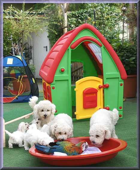 Bichon Welpen erkunden ihren Spielplatz mit einem bunten Spielhaus. 