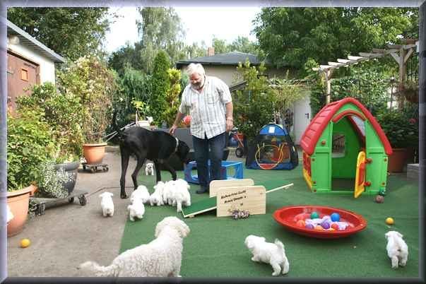 Züchter spielt mit Bichon frise Welpen und Dogge Sultan auf dem Welpenspielplatz, mit tollen Spielmöglichkeiten 