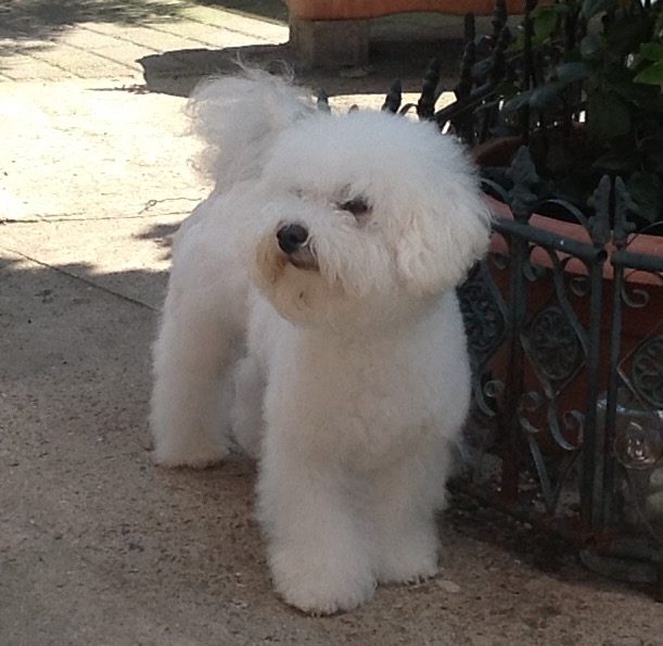 süßer Bichon frise Rüde   steht auf einem Gehweg.