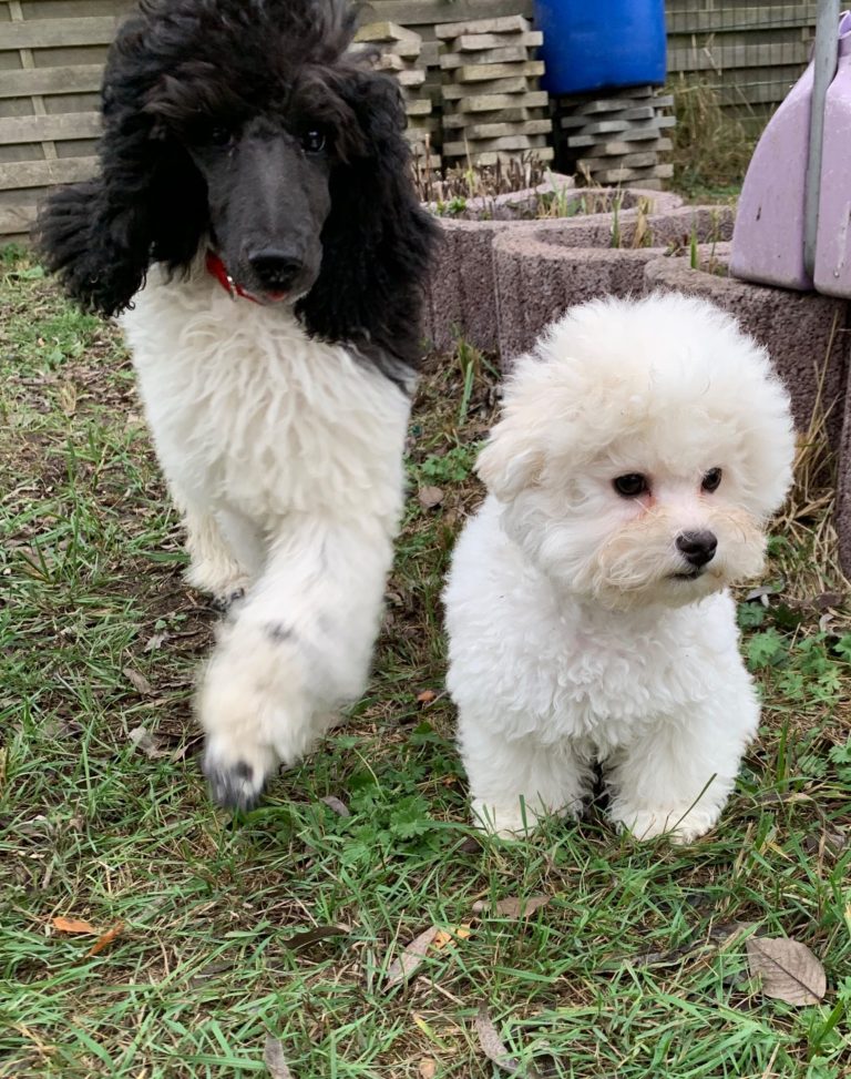 Schwarz-weißer Großpudel geht neben einem kleinen, weißen, wuscheligen Bichon frise .