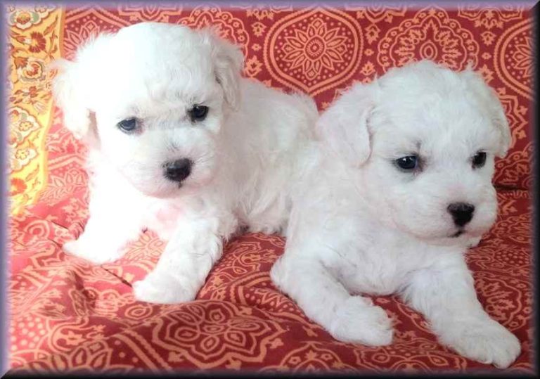 Zwei niedliche, weiße Bichon frise Welpen auf einem bunten, gemusterten Hintergrund.