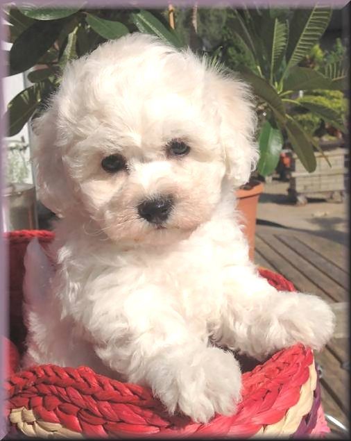 bichon frise Welpen mit süßem Gesicht sitzt in einem Korb.