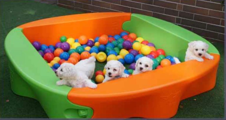 Vier Welpen spielen im bunten Ballpool.