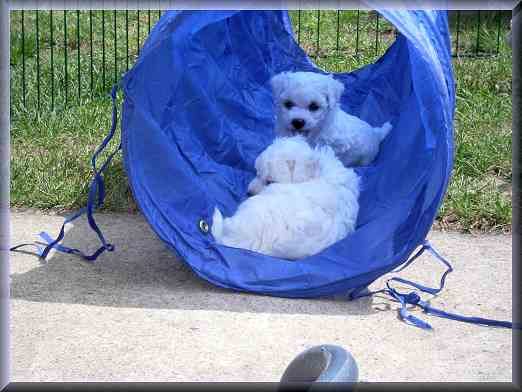 Bichon frise Welpen spielen in einem blauen Tunnel.