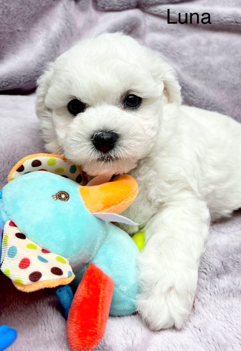 Bichon Welpe mit einem bunten Spielzeug, das er im Auge behält.