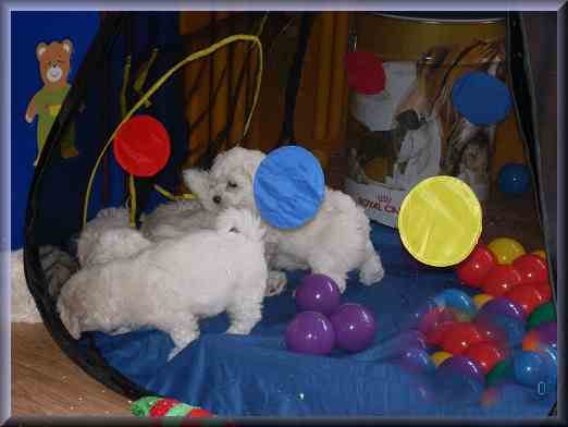 Vier Bichon Frisé Welpen spielen in einem Tunnel mit bunten Bällen.