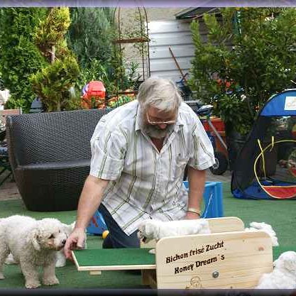 Züchter spielt mit zwei Bichon Welpen auf einem bunten Gartenplatz.