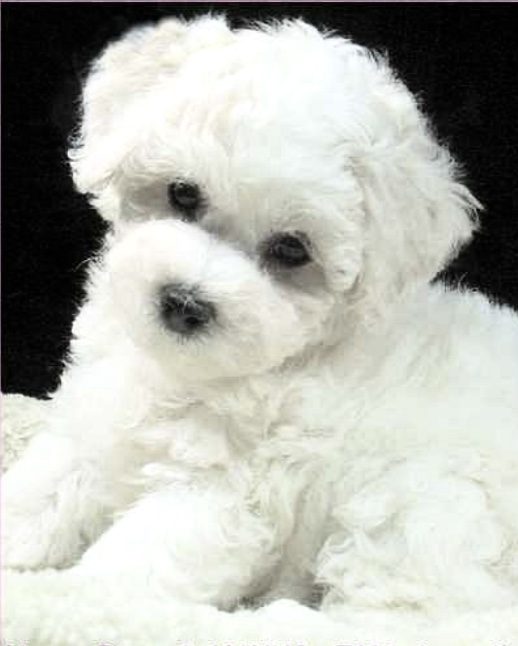 Bildschöne Bichon frisé Hündin 7 Wochen alt