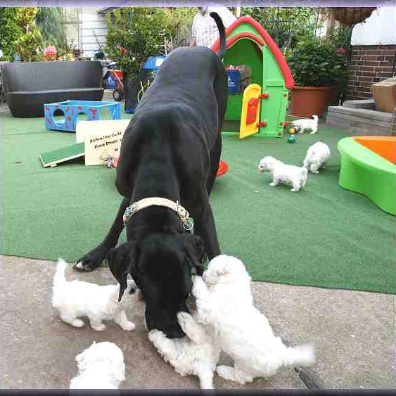 Eine große Dogge spielt mit mehreren kleinen, weißen Bichon frise Welpen im Garten.