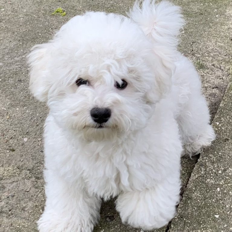 Kleiner, weißer Bichon frise Hund mit lockigem Fell, sitzt auf dem Boden und schaut aufmerksam,