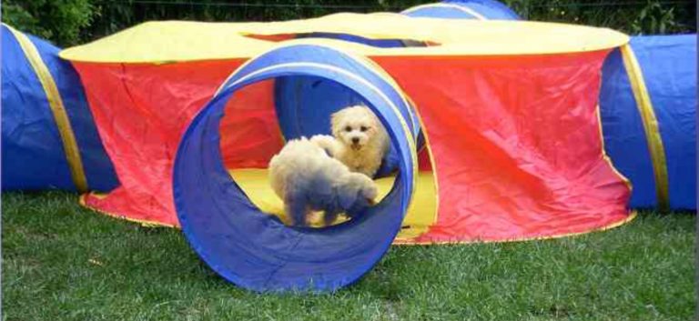 Zwei Bichon frise Welpen spielen in einem bunten Spieltunnel  im Freien.