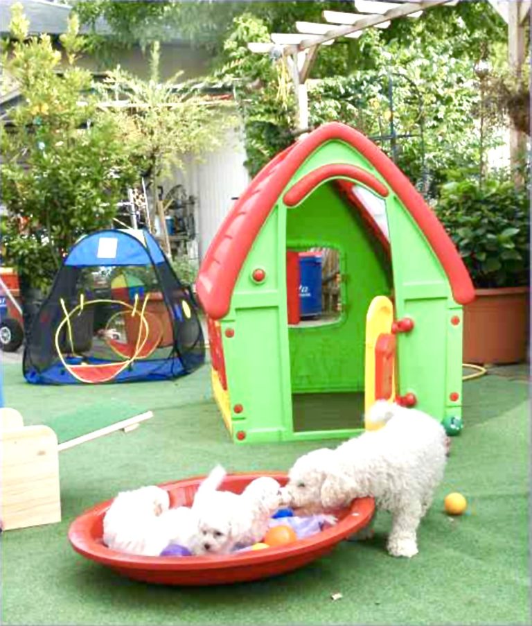 Zwei Bichon Welpen spielen in einer roten Wackelschüssel auf ihren Welpenspielplatz mit einem Spielhaus.