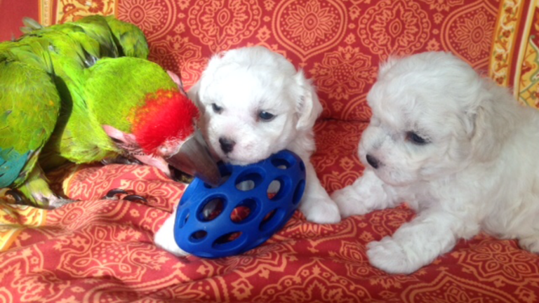 Zwei Bichon Welpen spielen mit einem blauen Spielzeug neben einem bunten Papagei.