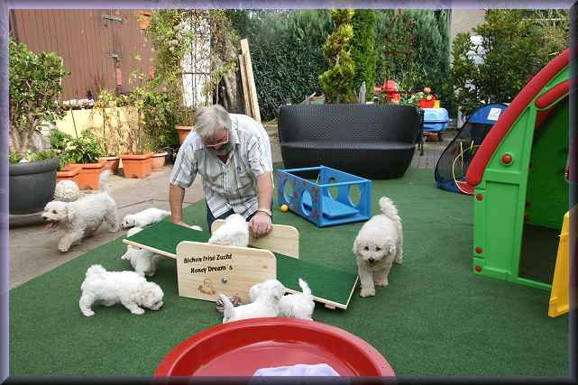 Züchter spielt mit Bichon Frise Welpen auf einer grünen Fläche in einem Garten. Spielzeuge und Pflanzen sichtbar.