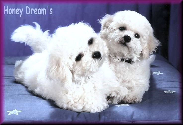 Bichon frise Welpen aus der Bichon frise Zucht Honey Dreams 